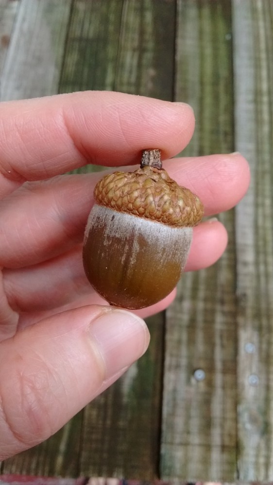 IMG_20170914_114154957 (576x1024)