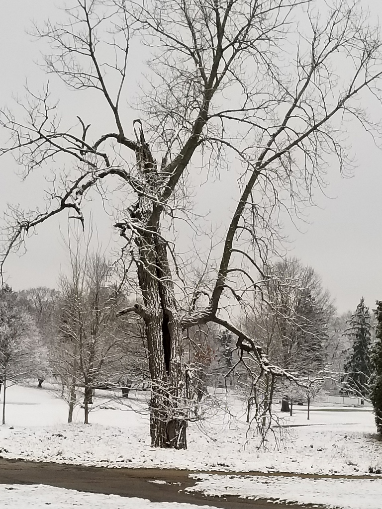 20180402_080217 (768x1024)