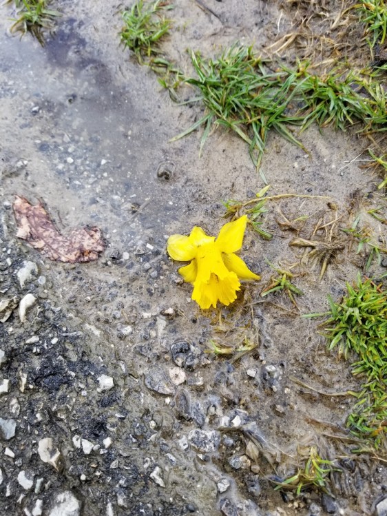 20180404_131042 (768x1024)