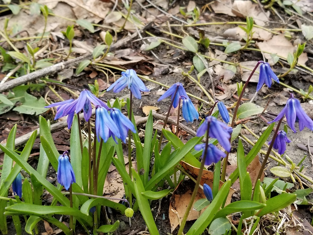 20180404_133655 (1024x768)