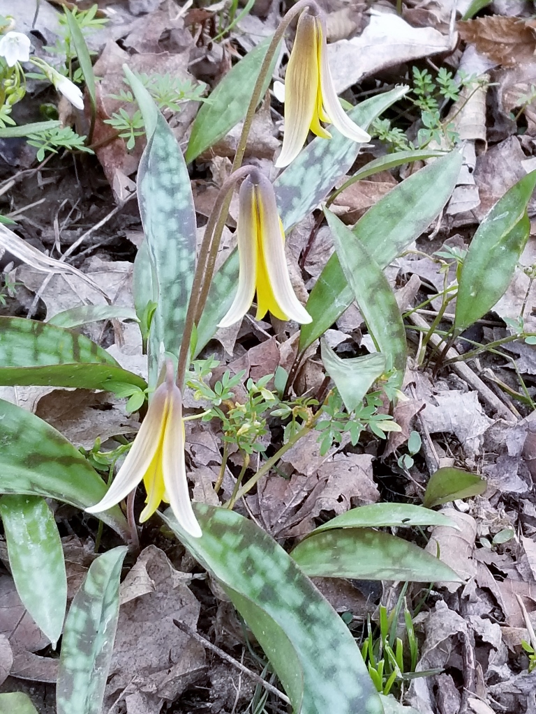 20180422_110439 (768x1024)