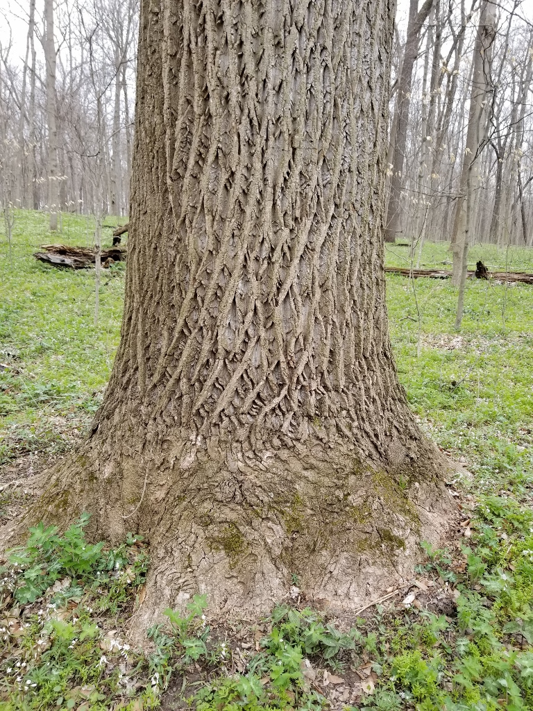 20180422_113343 (768x1024)