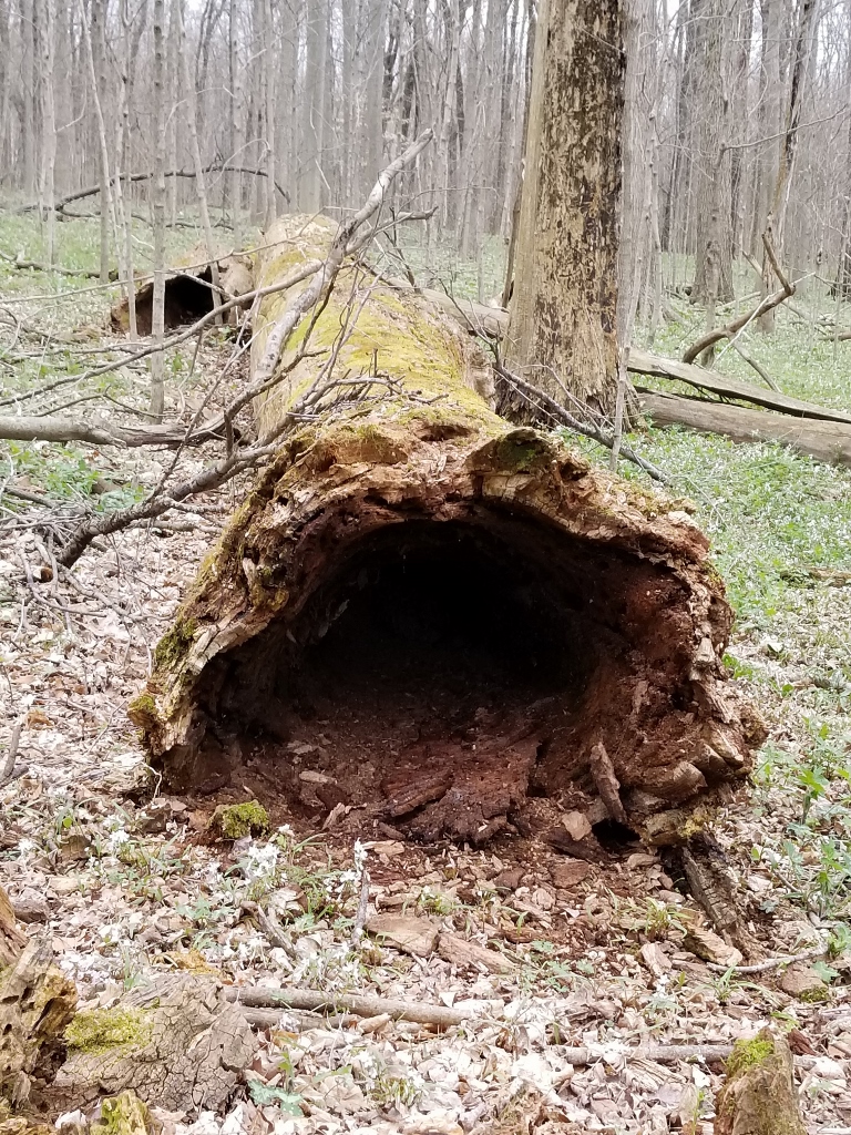 20180422_115026 (768x1024)