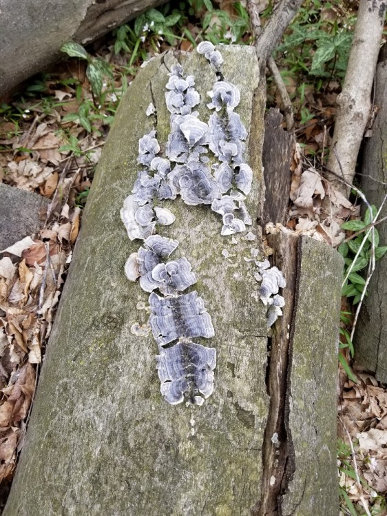 20180422_115107 (768x1024)