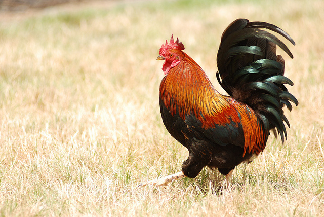 5883413226_e74700d408_z