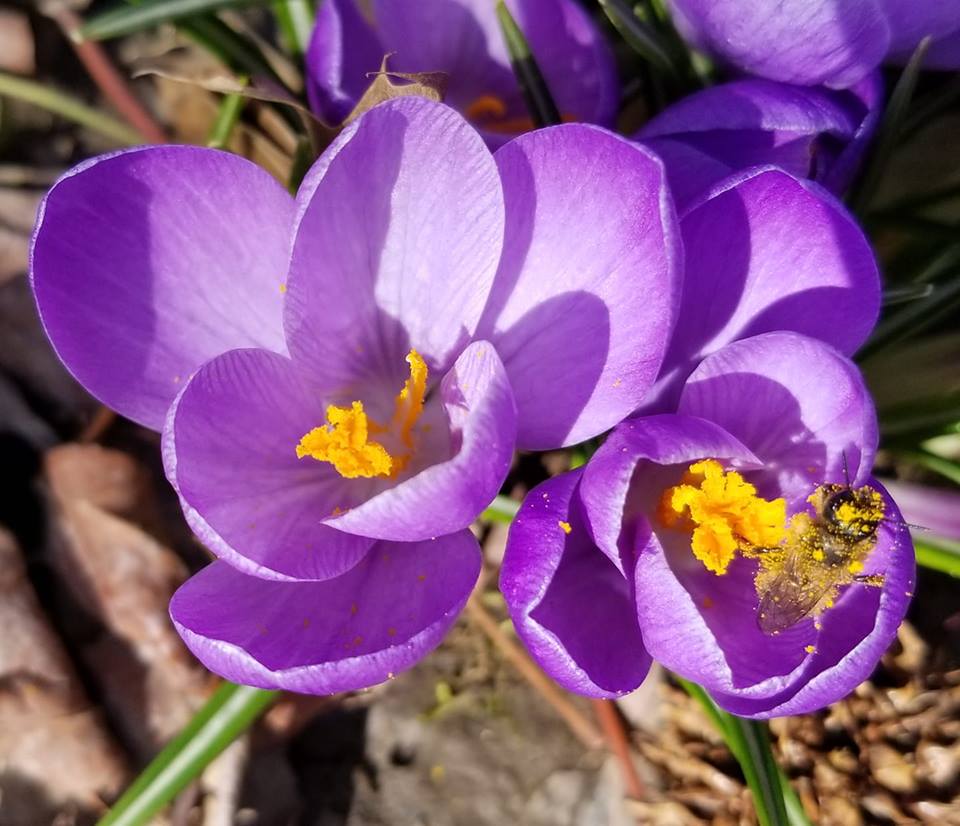 crocus bee