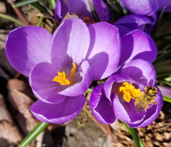 crocus bee