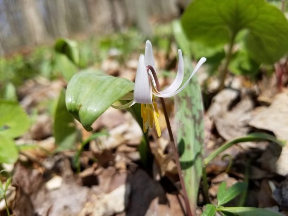 20200418_135529 (1024x768)