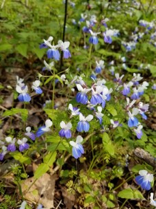 20200426_164339 (768x1024)