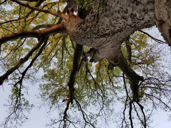 20200507_065317 (1024x768)